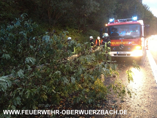 IGB_Obw_BAB6_Baum2_211014_11