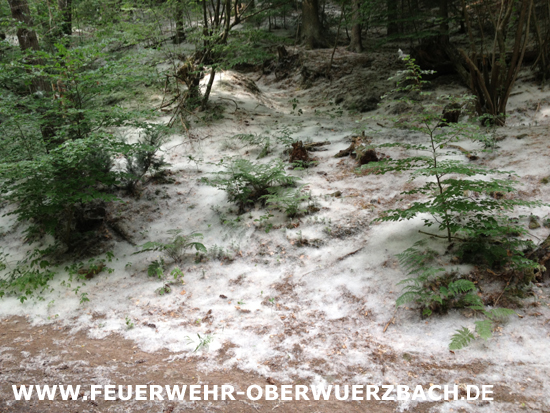 IGB_Obw_Wald_270614_55